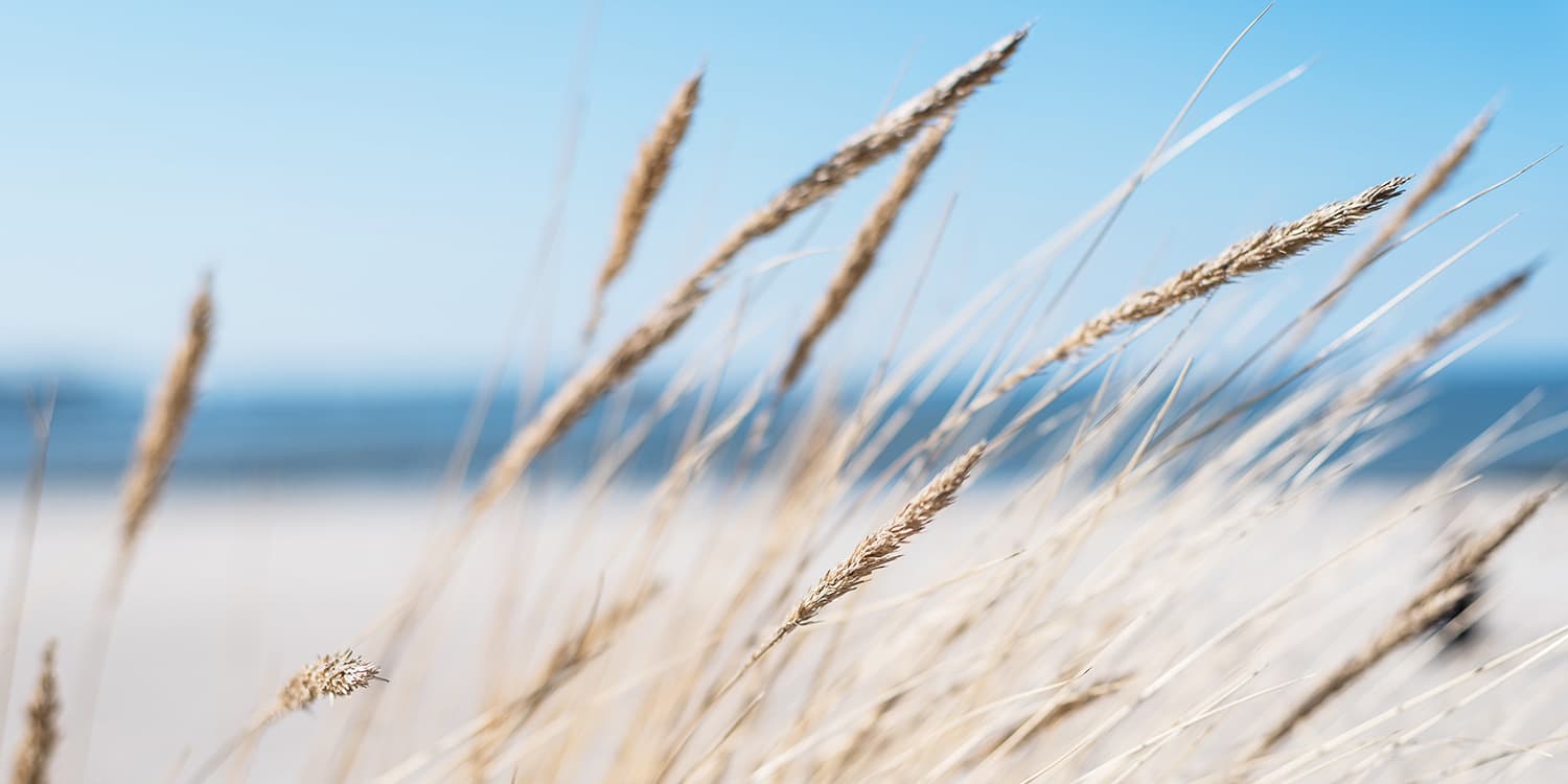 Strandhafer